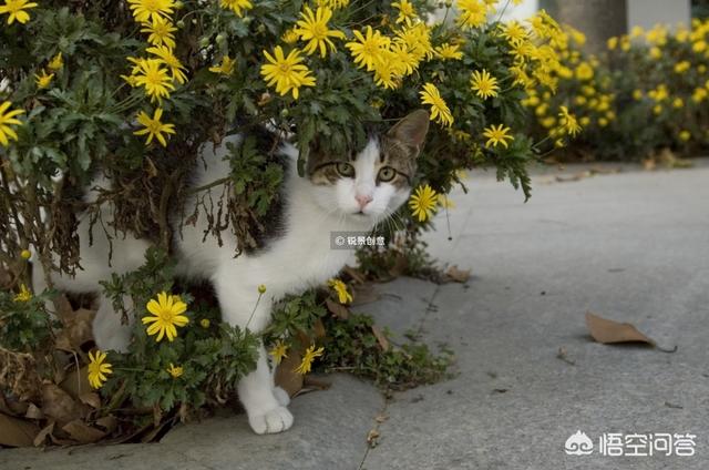 猫咪猎手:怎样把猫咪限制在一个范围不乱跑？