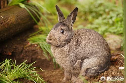 兔子眼睛有白色粘液，兔子角膜炎用什么药，兔子角膜炎会自愈吗
