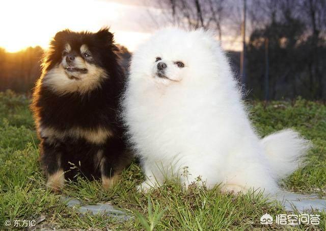 博美犬性格博美聪明吗:家里养只博美犬是怎么样的感觉？