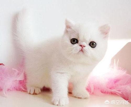 重庆 异短猫:异短感冒会自愈吗，异短在夏天感冒正常吗？