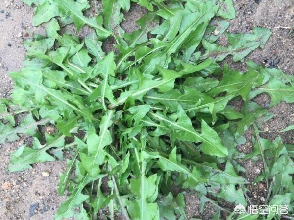 农村中可药用的野草有哪些,有什么主要功效？