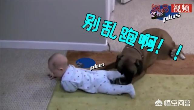 小男孩和小狗狗图片:可以让狗狗和小朋友一起玩吗？要注意什么？