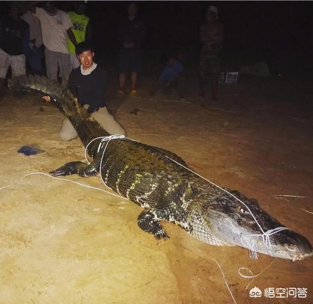 非洲尼罗鳄:美洲虎捕食鳄鱼，真的只是猫吃“鱼”那么简单吗