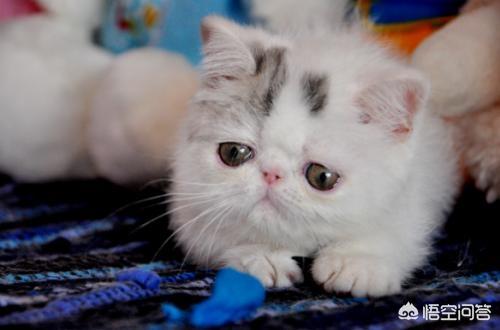 重庆 异短猫:异短尿不出尿的偏方，异短尿不出来有什么偏方？