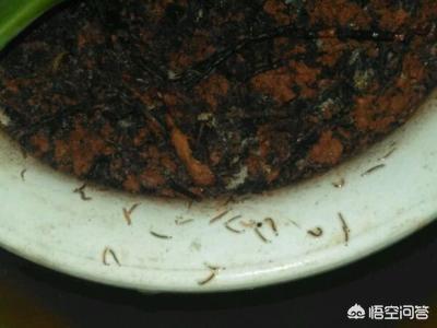 百灭宁要用多少天:羊舍消毒主要用什么？消毒有必要空舍消毒吗？