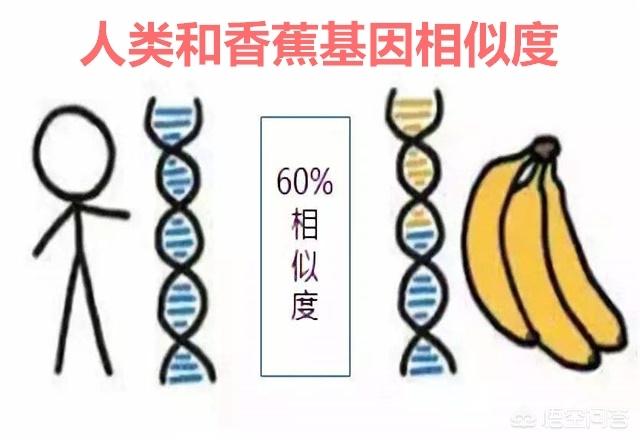 亲子基因鉴定:假如在大街上随便拿两个人，采集他们的NDA进行亲子鉴定，可以达到只有10%的相似度不？