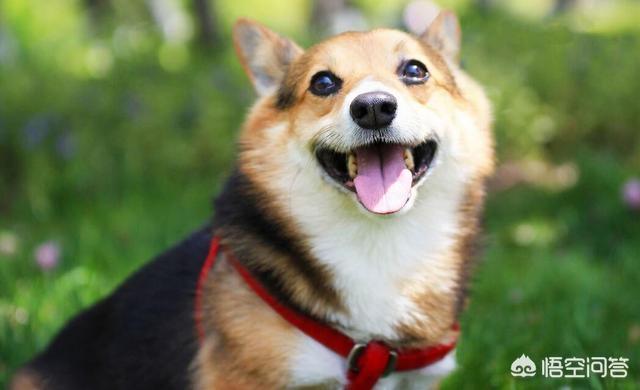 柯基犬怎么训练:训练柯基犬时，哪些错误不能犯？