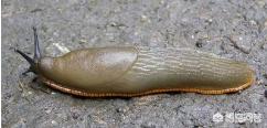 蜗牛人恐怖:怎样杀死菜地里的蜗牛和鼻涕虫？