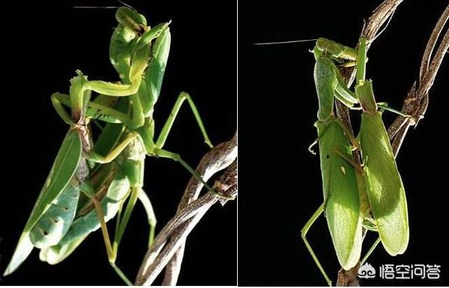 雄螳螂的价值只是交配吗，农村野外树林里，为啥雌螳螂交配时候要吃掉公螳螂