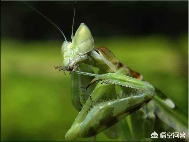 雄螳螂的价值只是交配吗，农村野外树林里，为啥雌螳螂交配时候要吃掉公螳螂