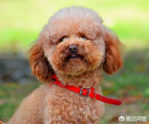 小泰迪不喜欢喝水:孩子不喜欢喝白开水，有什么好办法？