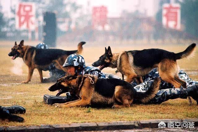 德牧是最好的护卫犬:德牧是顶级的护卫犬吗 我国智商最高的狼犬是哪一种？为什么？
