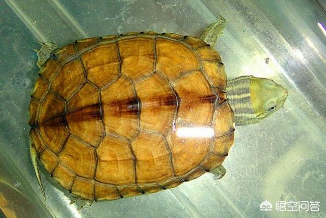 蜡戌龟怎么养？