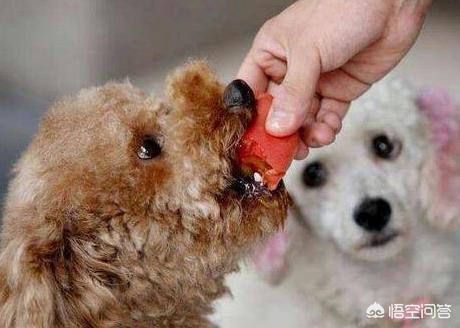灰色泰迪犬怎么养:养泰迪犬每天都要做什么？