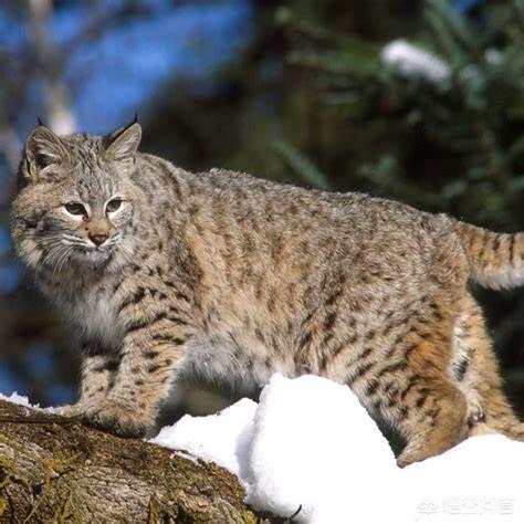 虎猫属:“山猫”是指哪种猫科动物？为何生活在雪山上的雪豹不叫山猫？