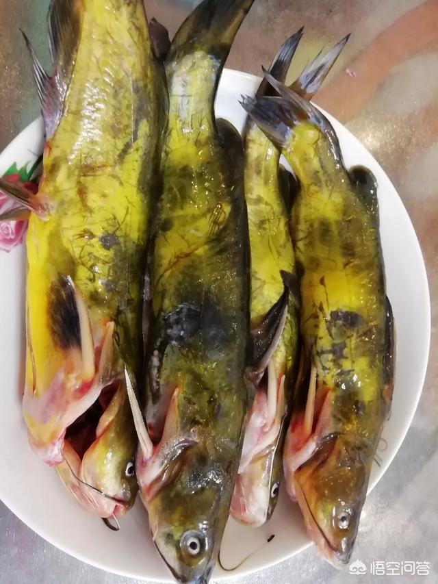 狗獾子做火锅怎么烧:你吃过黄辣丁吗？怎么做最好吃？