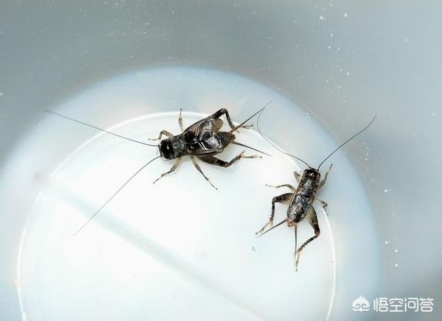 大扁头蟋介绍:选择善斗的蟋蟀须注意什么？