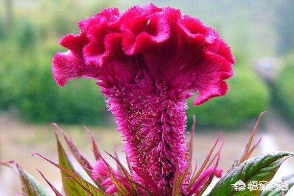 大色猫:盆栽鸡冠花花大色艳，为什么很少有人栽种？