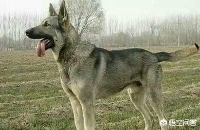 昆明狼犬图片大全:我国智商最高的狼犬是哪一种？为什么？ 法国狼犬图片大全