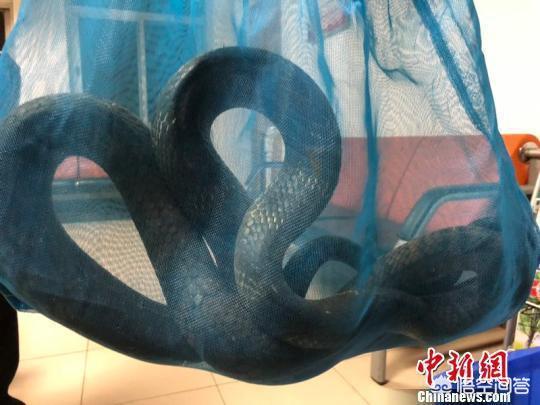 村庄现大量中华眼镜蛇吓呆村民:贵阳农村发现眼镜蛇王蛇 建水西庄一村民家中闯入2米多长眼镜王蛇, 你怎么看？
