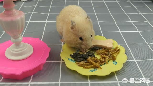卫塔卡夫猫零食:问一下有什么猫零食可以给猫吃，对猫无害的，没什么副作用的吗？