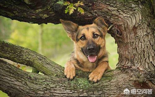 头条问答 三个多月的德牧幼犬大便不出来该怎么办 猫狗那点事的回答 0赞