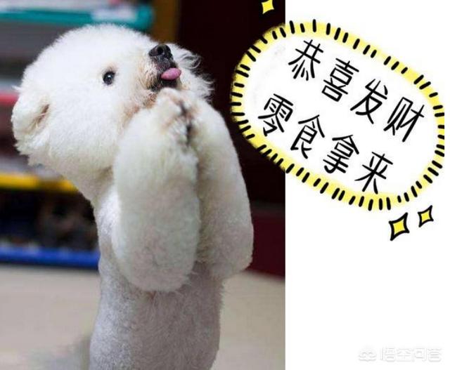 小狗什么狗最聪明:智商高的狗狗都有哪些表现？