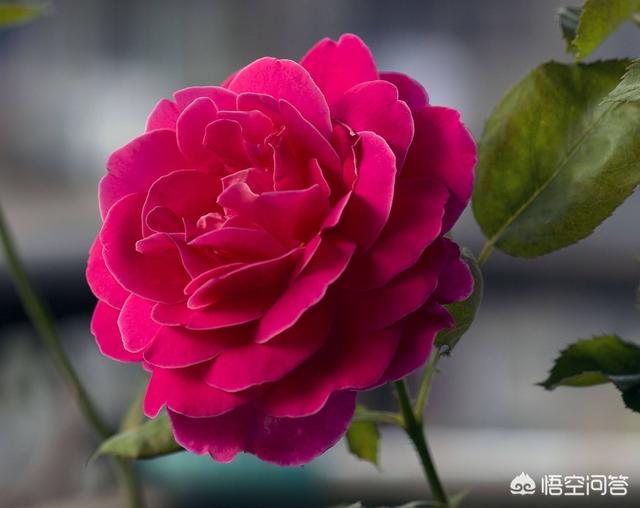 月季花的栽培与管理:月季花开花小，怎么管理让花朵变大？