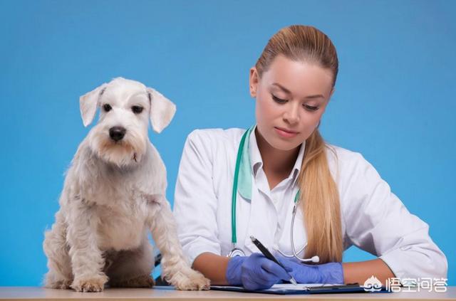 三个月的牧羊犬图片:三个月大牧羊犬图片 三个多月的德牧幼犬大便不出来该怎么办？