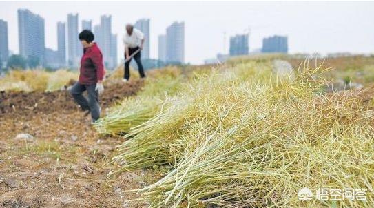 薄雪万年草怎样插杆:农村的菜子杆不能焚烧，请问一下该怎么处理？