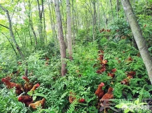 治疗肉鸡大肠杆菌病的药:肉鸡大肠杆菌用什么药治疗效果好 恩诺沙星对鸡球虫有效吗？