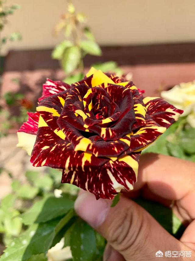 红酒杯微信唯美头像:有哪些花友必备的月季花品种可以推荐下