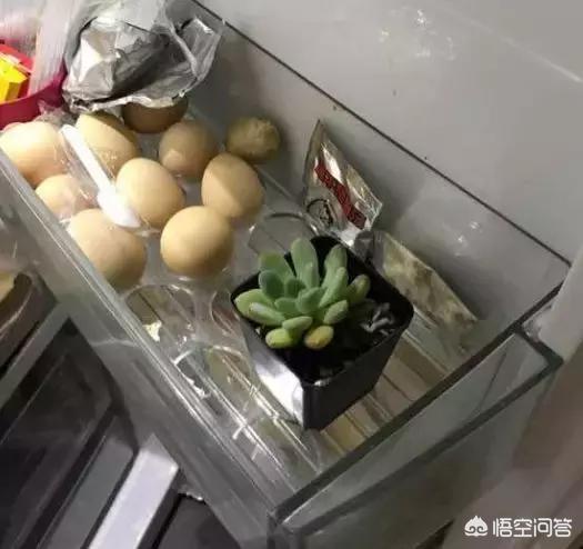 斗牛犬躲冰箱避暑:在没有空调的日子里你都有哪些避暑的绝招？
