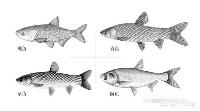 金牛湖青鱼王:金牛湖青鱼王标本在哪 野生青鱼最大能长多少斤？100斤的青鱼要生长多少年？