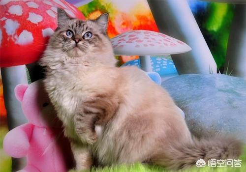 皮特芬喷到猫咪眼睛:猫身上有过猫藓的地方结痂了，是不是喷药就好了呢？