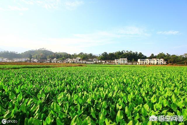 德国bunny草本兔粮官网:泽泻长在河边，根茎都带有毒素，却为何被农民当成心头肉？