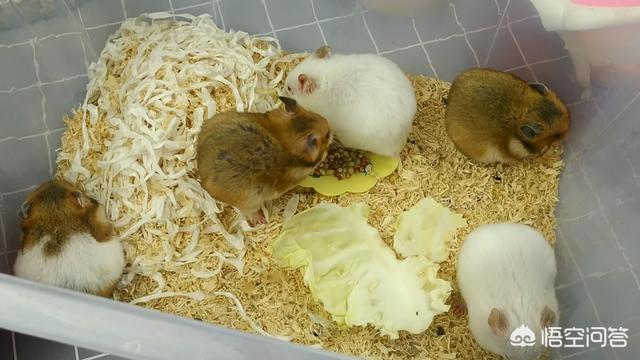 萌宠铲屎官是什么意思:为什么主人上厕所，猫都是喜欢跟着进去？