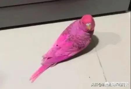鹦鹉掉光羽毛走红:虎皮鹦鹉把自己被剪的羽毛拔了，这是什么情况？