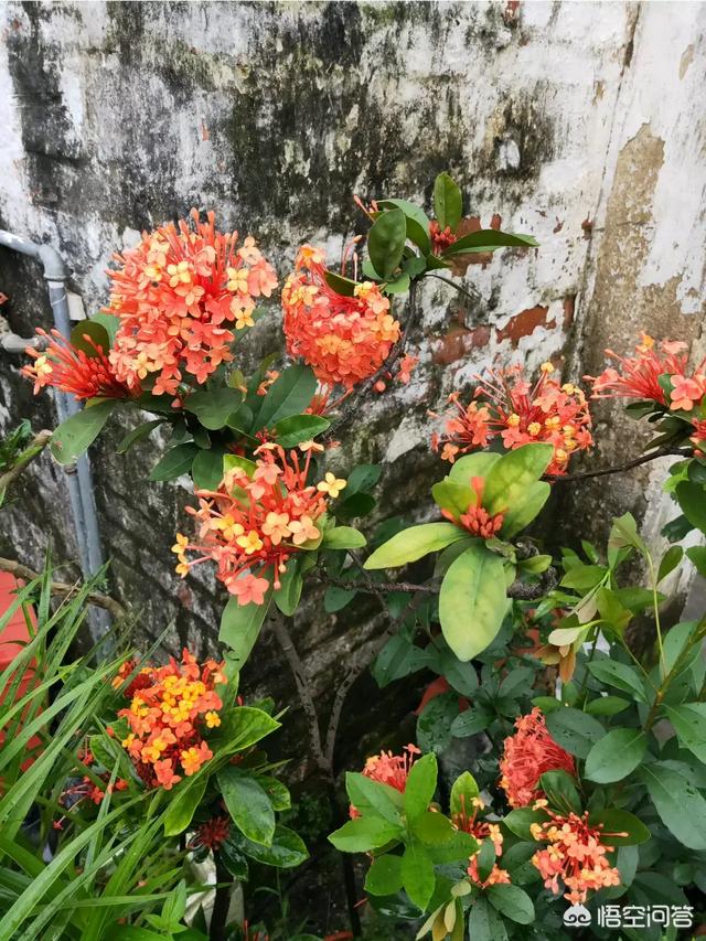 泡叶龙船花:卷叶龙船花 盆栽的龙船花，下部老是掉叶子是什么情况？