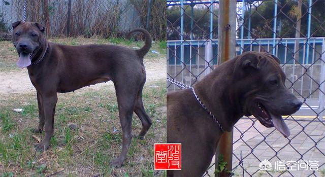 拳师犬论坛:排前10的狗狗都有哪些？