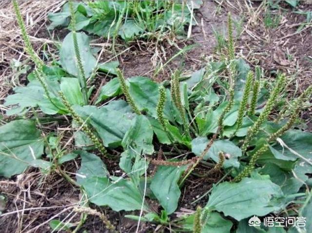 老母猪生小孩:车前草能不能用来喂母猪，哪位大神告诉我