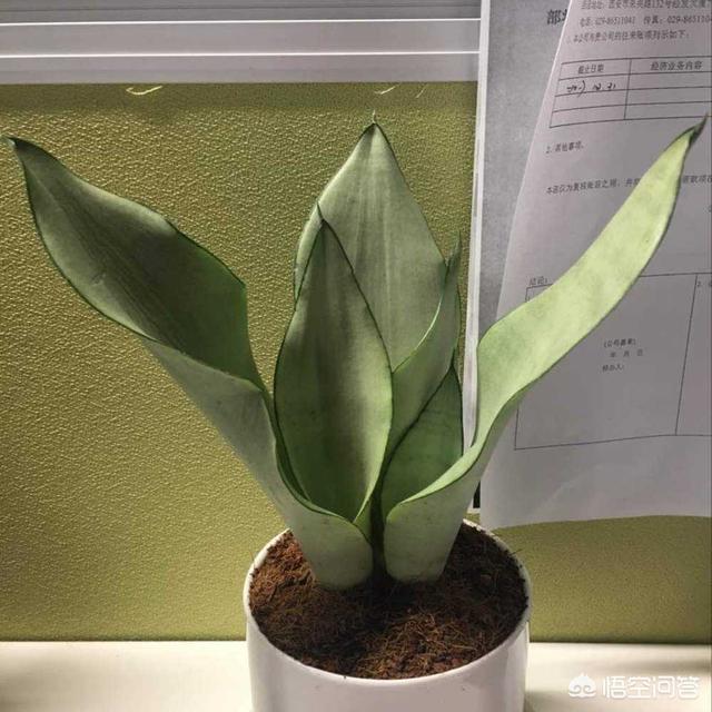 白玉怎么养越来越白,白玉虎皮兰变绿了怎么办？