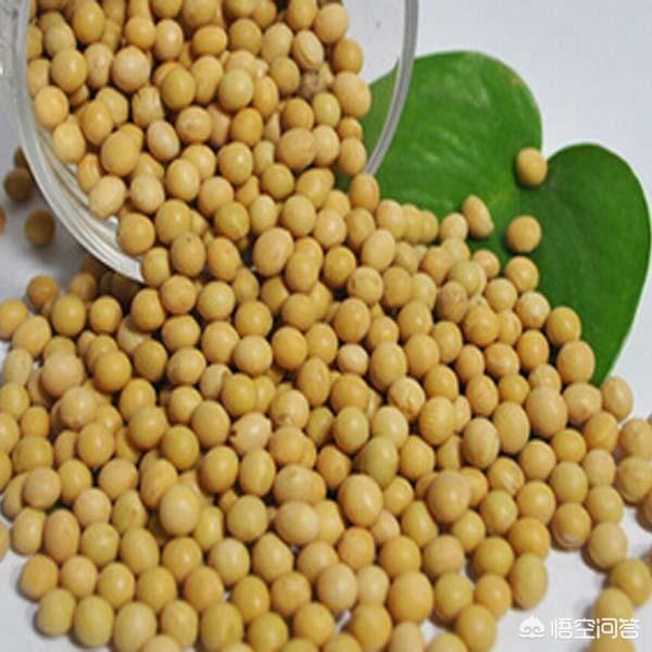 头条问答 除了黄豆 其它豆类可以成为肥料吗 有哪些可以 三农孺子牛的回答 0赞