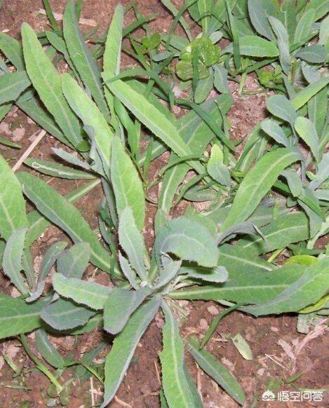 悟空问答 哪种菜做的浆水菜最好吃 17个回答