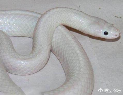 白蛇品种图片