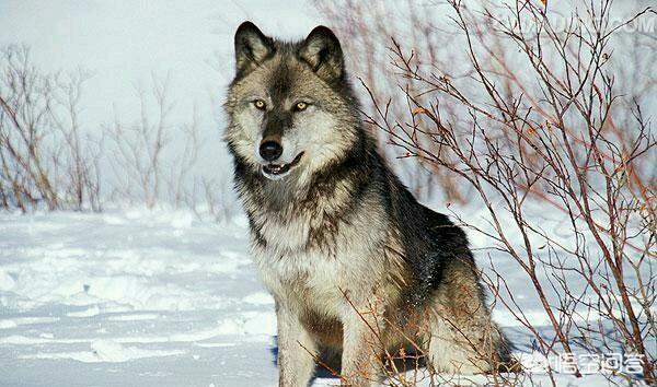比特犬训练视频:比特犬训练视频大全 你觉得比特犬能打过人吗？