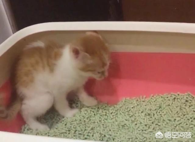 猫咪尿频尿急尿不尽用什么药:猫咪尿频尿少吃什么药合适 头条的朋友们我家猫咪这两天频繁去厕所还尿不出来应该吃什么药？