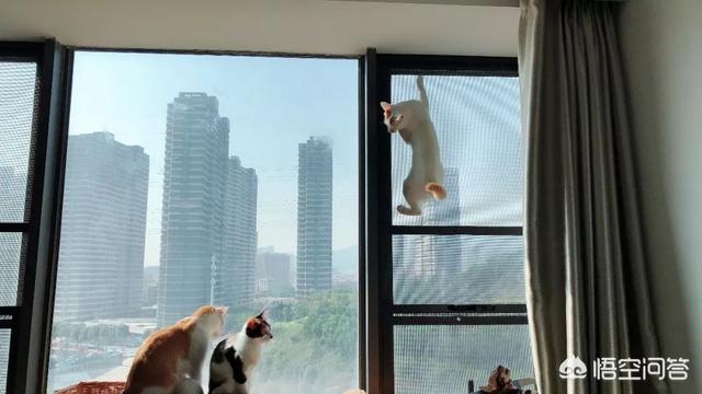 驯猫记 晋江:哪些养猫行为，其实是在让猫承受痛苦？