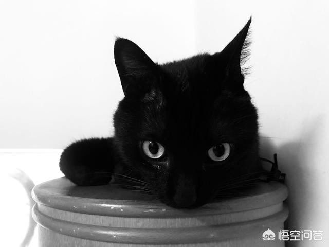 木叶养猫人:怎么看一个人适不适合养猫？