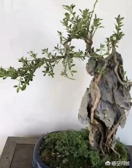 盆景六月雪怎么养护:六月雪如何制作微型盆景？